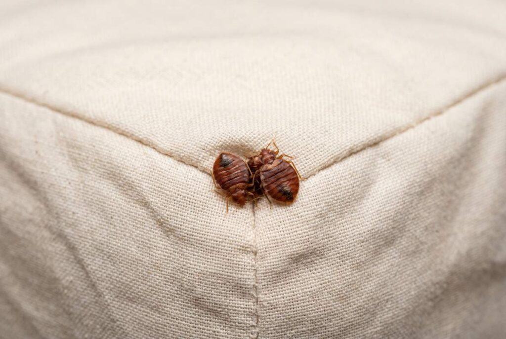Two detailed bed bugs resting on light colored fabric