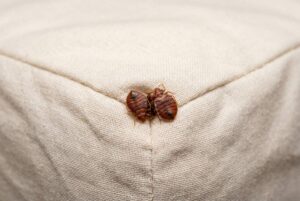 Two detailed bed bugs resting on light colored fabric