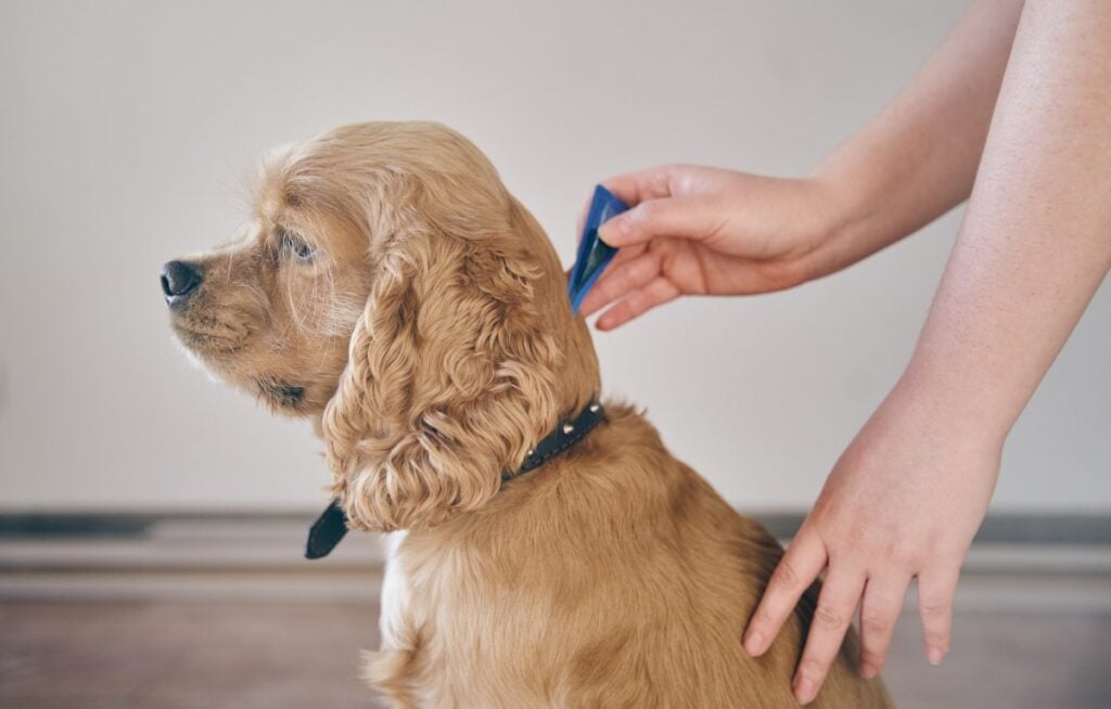 The dog is dripped on the withers with a parasite remedy
