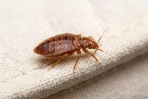 Detailed closeup of adult couch bug with segmented body