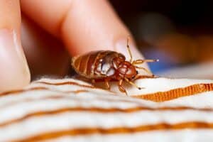 A bed bug crawls on bedding