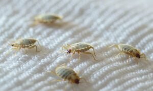 Bedbug Colony Invasion