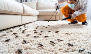 photo of an opening furniture leg with cockroaches running out