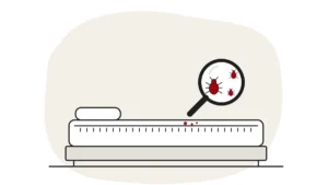 Illustration of a mattress seam with tiny specks and a magnifying glass showing an adult bed bug and two smaller nymphs