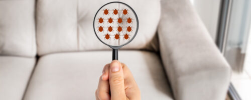 Hand woman with magnifying glass detecting bugs in couch at home